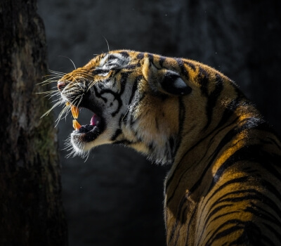 west india trip packages