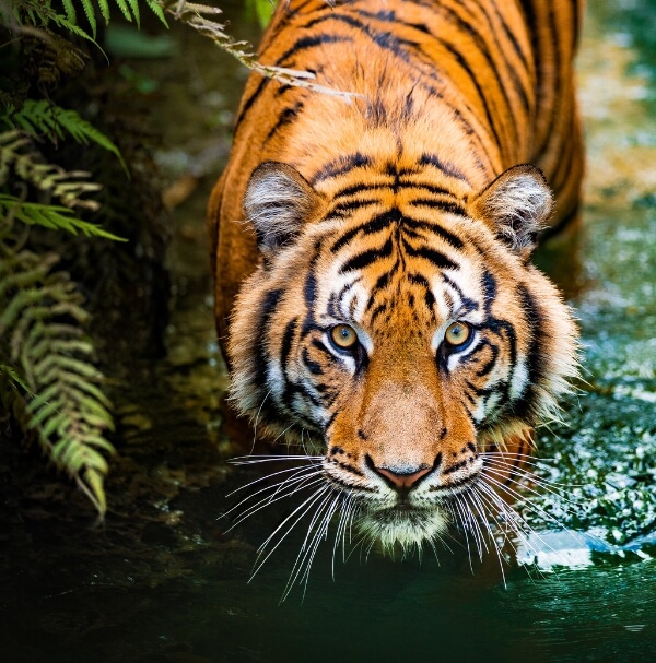 serengeti adventure Packages